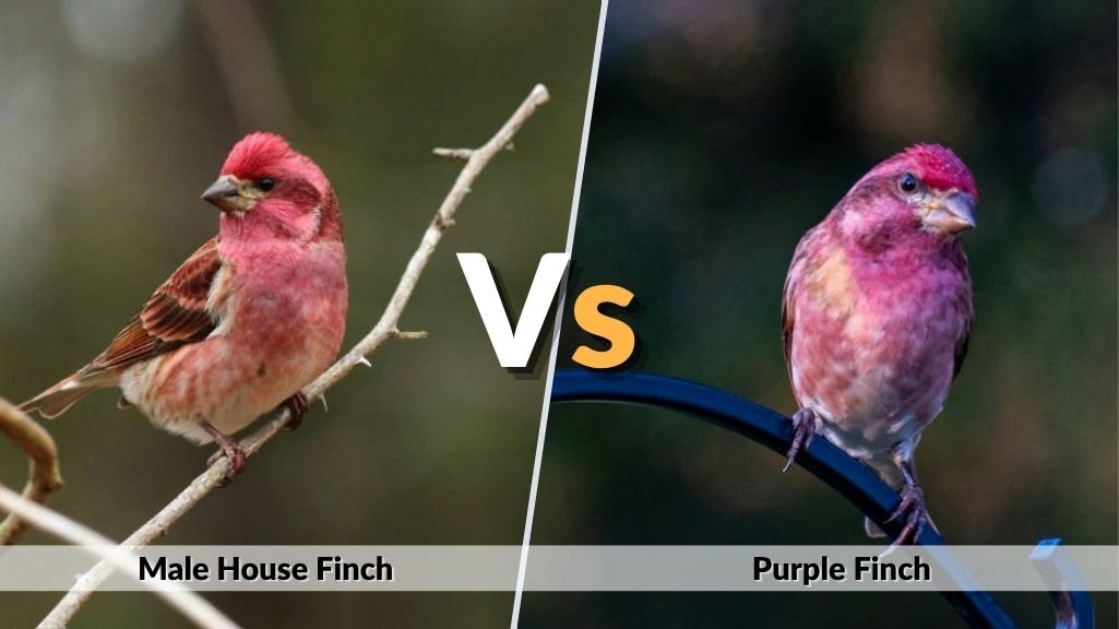 Male House Finch vs Purple Finch