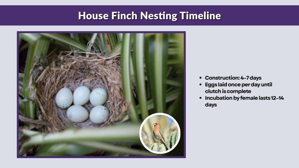 House Finch Nesting Timeline