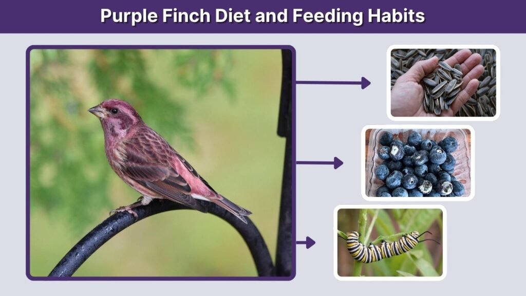 Purple Finch Diet and Feeding Habits
