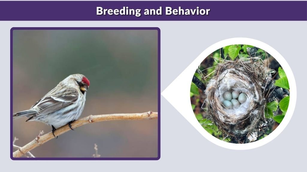 Breeding and Behavior
