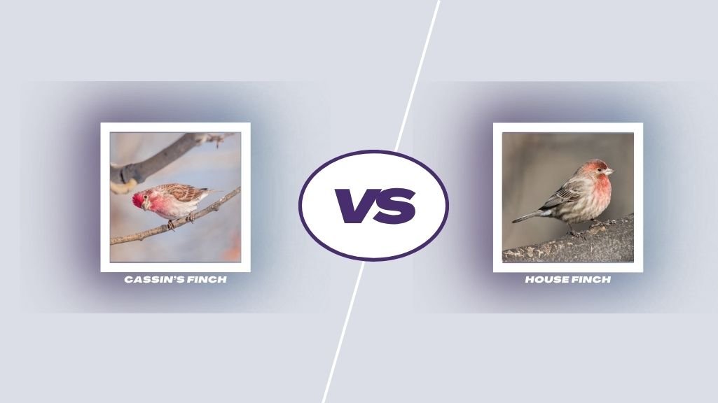 Cassin’s Finch vs Similar Species