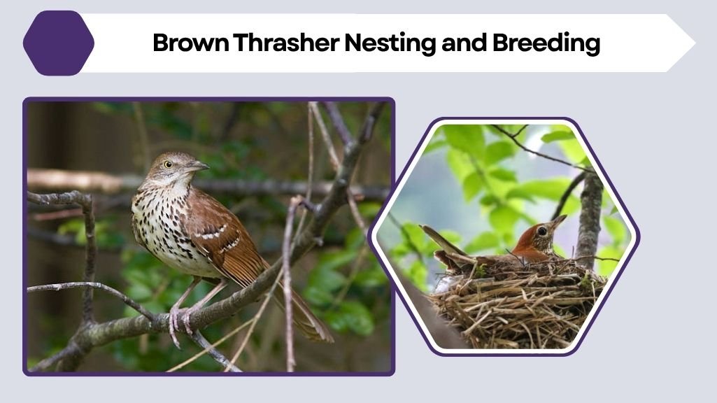 Brown Thrasher Nesting and Breeding