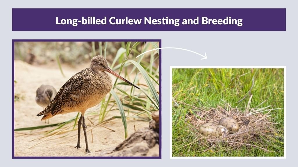 Long-billed Curlew Nesting and Breeding