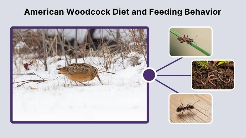 American Woodcock Diet and Feeding Behavior