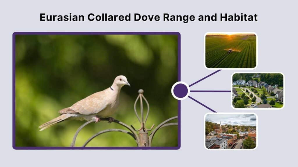 Eurasian Collared Dove Range and Habitat