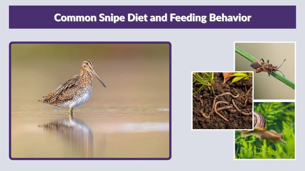 Common Snipe Diet and Feeding Behavior