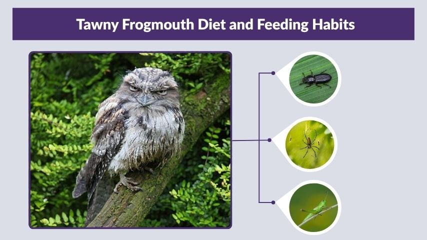 Tawny Frogmouth Diet and Feeding Habits