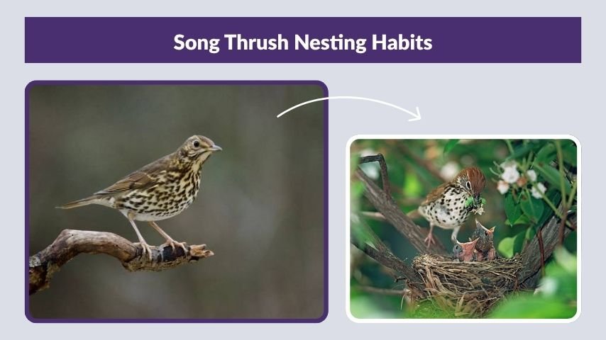Song Thrush Nesting Habits