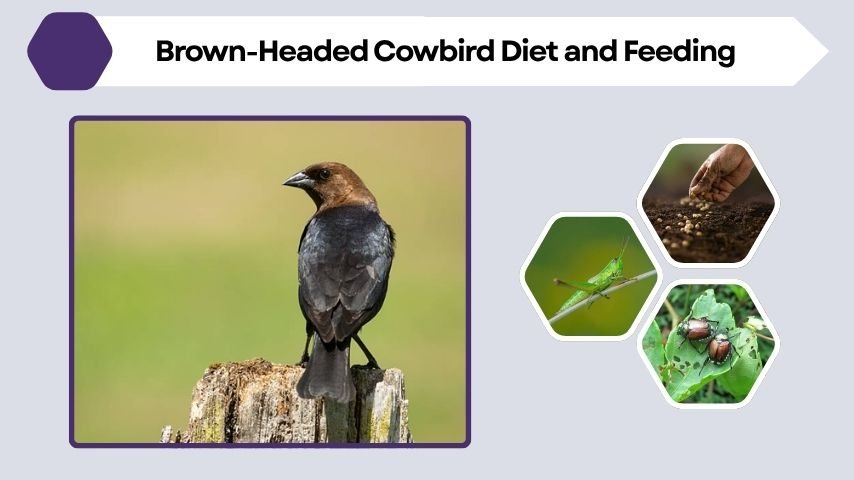 Brown-Headed Cowbird Diet and Feeding