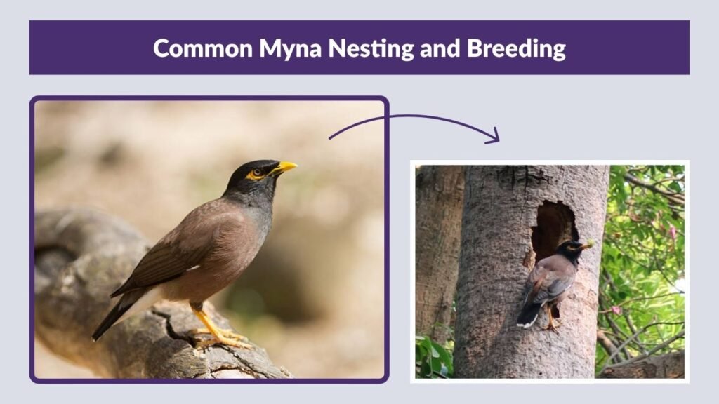Common Myna Nesting and Breeding