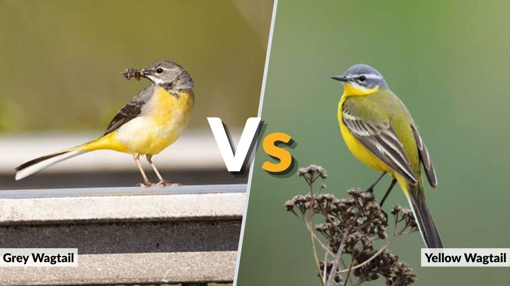Grey Wagtail vs Yellow Wagtail