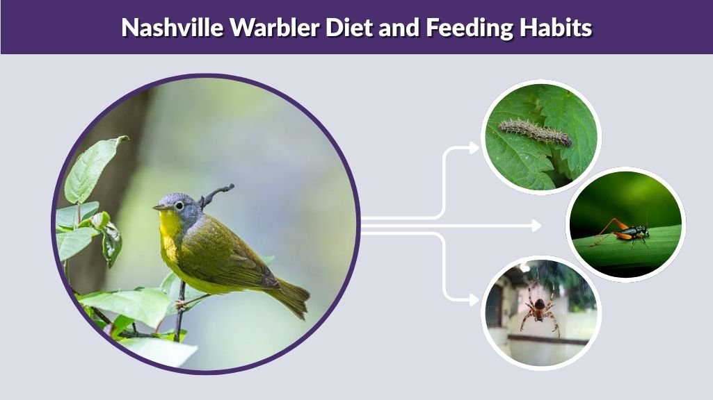 Nashville Warbler Diet and Feeding Habits