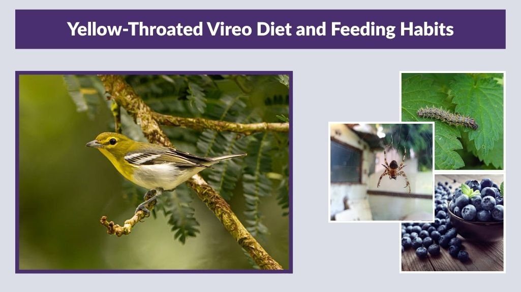 Yellow-Throated Vireo Diet and Feeding Habits