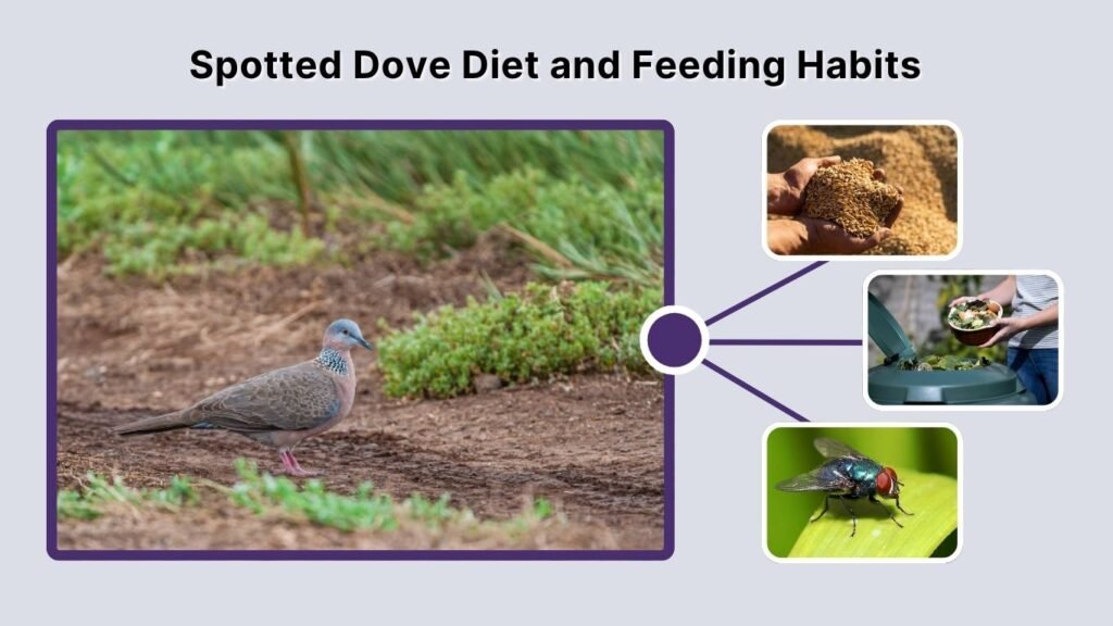 Spotted Dove Diet and Feeding Habits