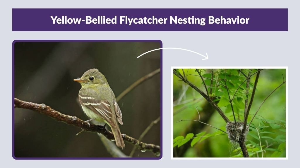 Yellow-Bellied Flycatcher Nesting Behavior