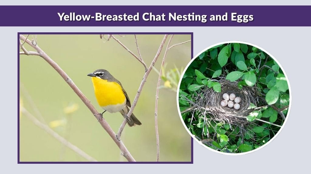 Yellow-Breasted Chat Nesting and Eggs