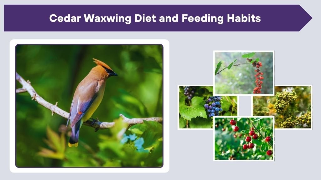 Cedar Waxwing Diet and Feeding Habits