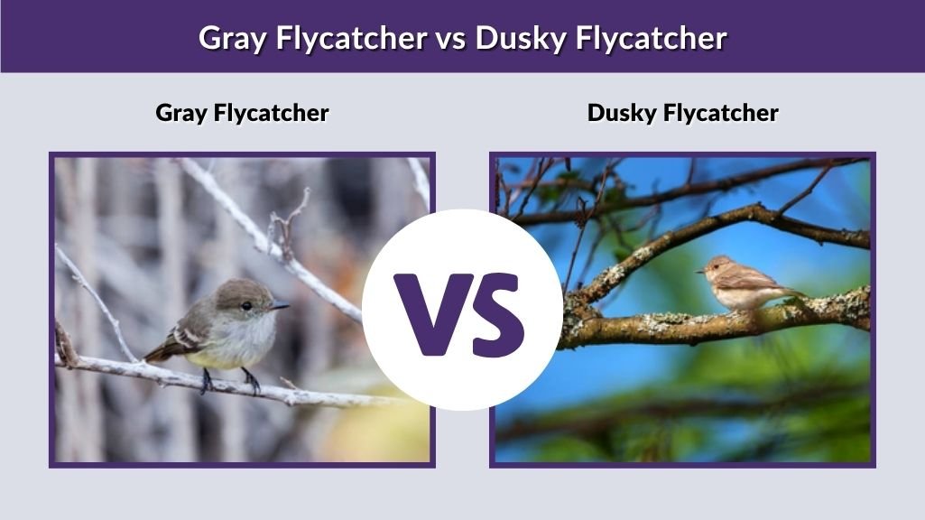 Gray Flycatcher vs Dusky Flycatcher