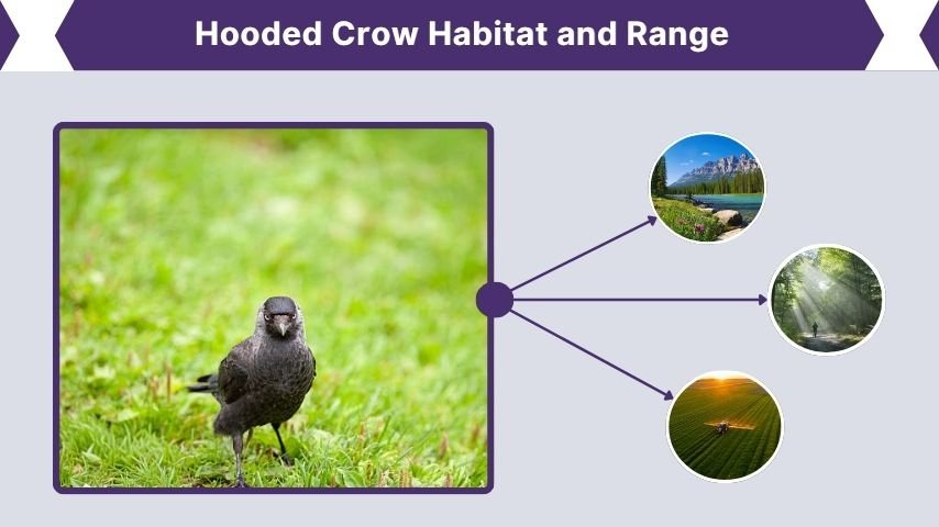 Hooded Crow Habitat and Range
