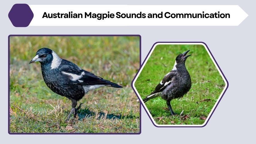 Australian Magpie Sounds and Communication