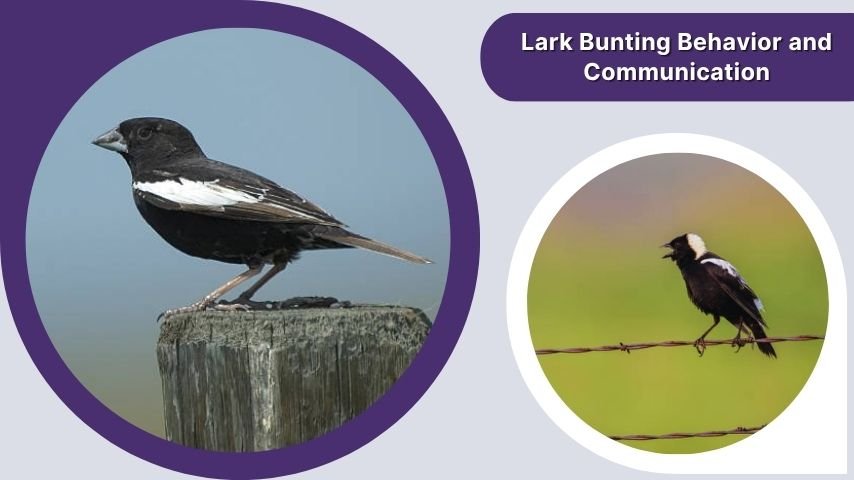 Lark Bunting Behavior and Communication