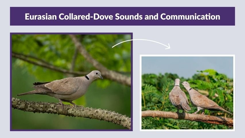 Eurasian Collared-Dove Sounds and Communication
