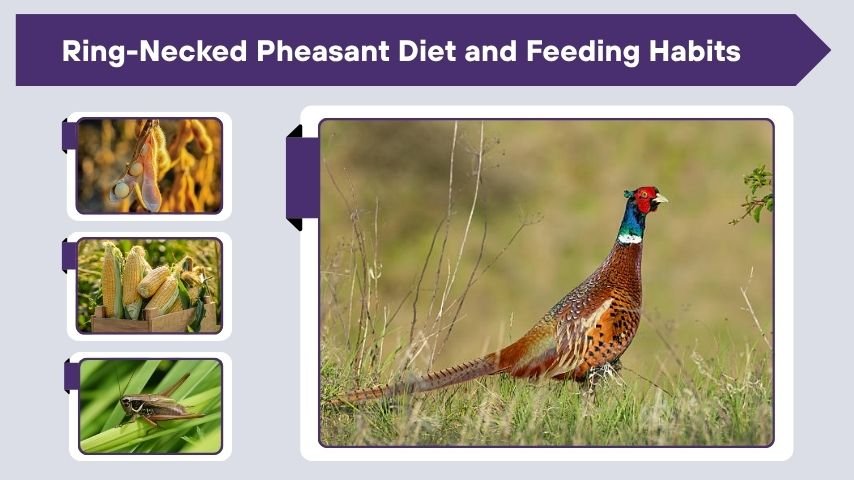 Ring-Necked Pheasant Diet and Feeding Habits