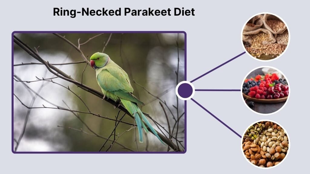 Ring-Necked Parakeet Diet
