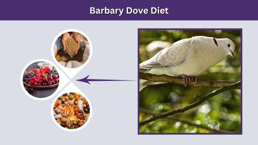 Barbary Dove Diet