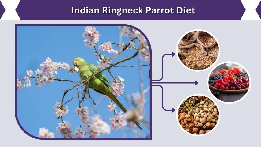 Indian Ringneck Parrot Diet