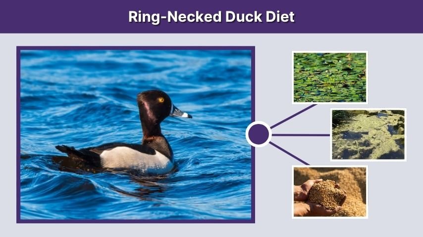 Ring-Necked Duck Diet