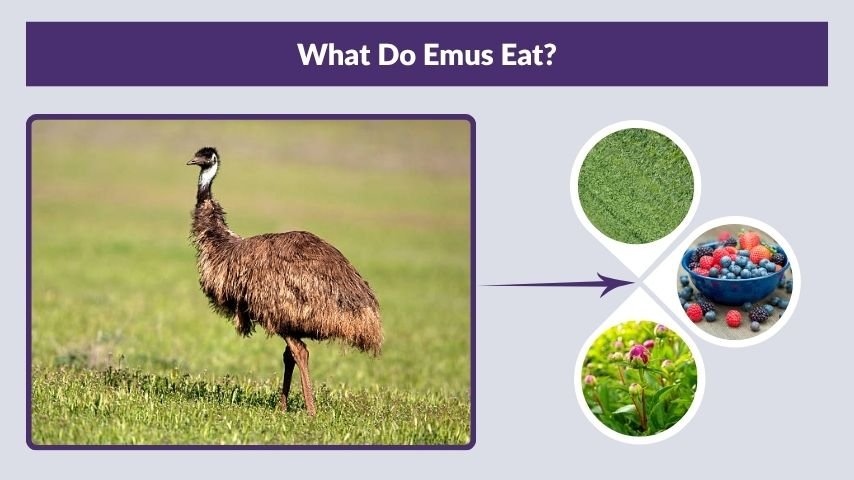 What Do Emus Eat?