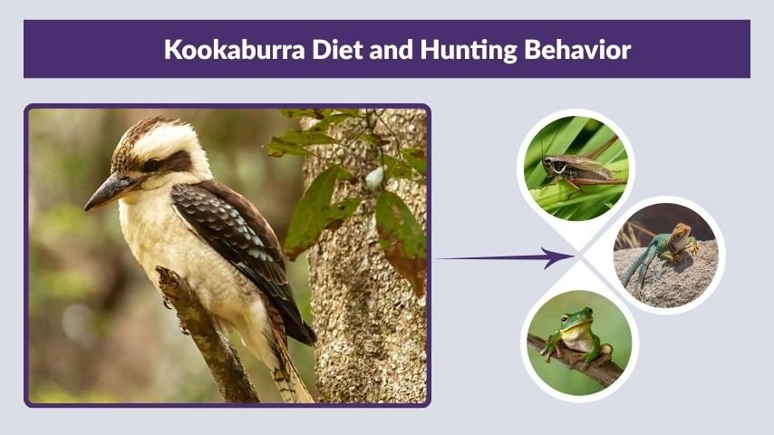 Kookaburra Diet and Hunting Behavior