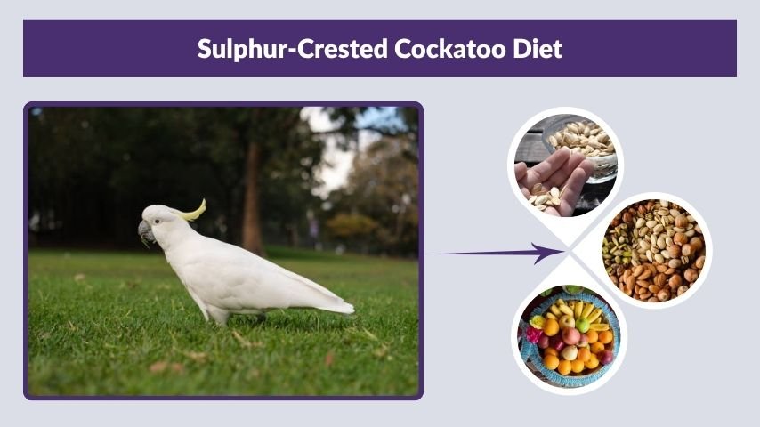 Sulphur-Crested Cockatoo Diet