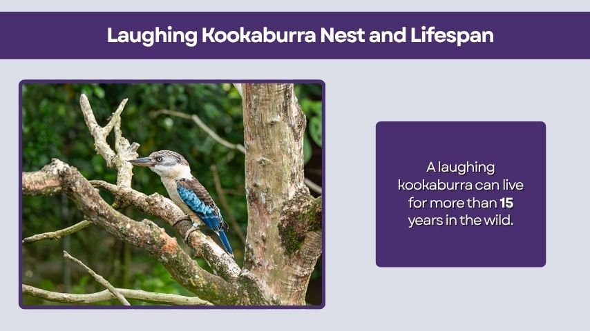 Laughing Kookaburra Nest and Lifespan