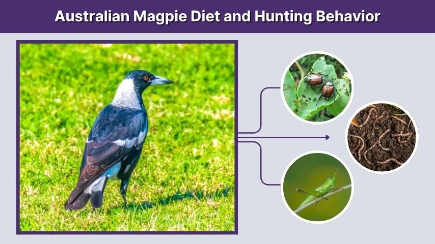 Australian Magpie Diet and Hunting Behavior