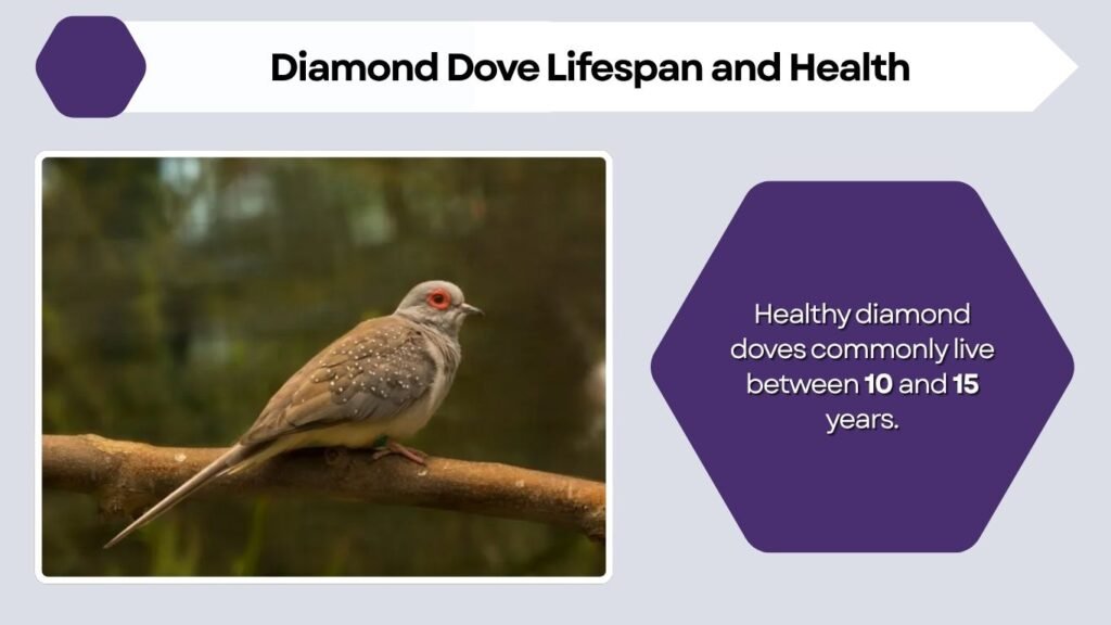 Diamond Dove Lifespan and Health