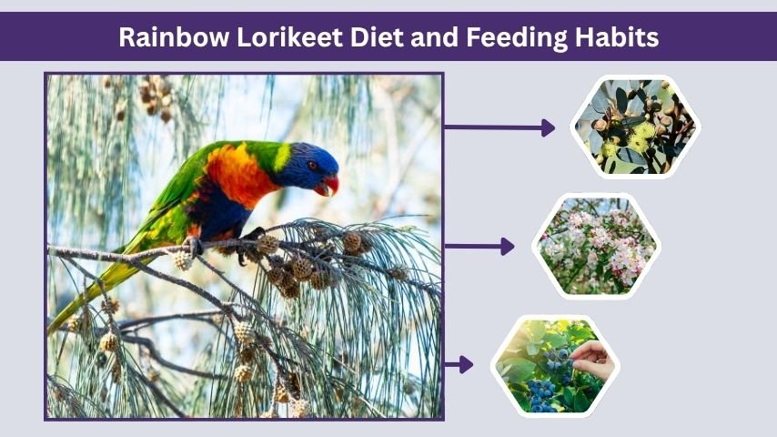 Rainbow Lorikeet Diet and Feeding Habits