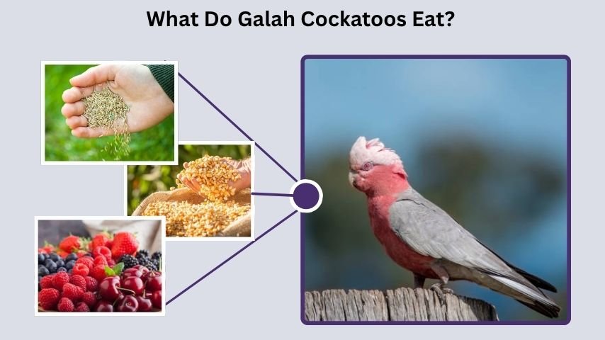 What Do Galah Cockatoos Eat?