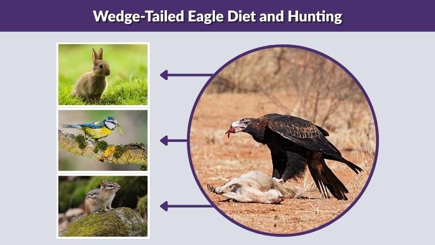 Wedge-Tailed Eagle Diet and Hunting