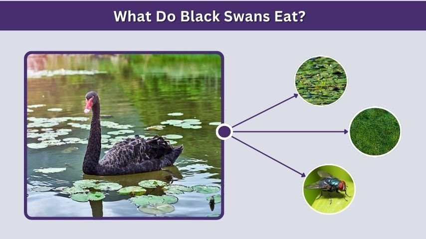 What Do Black Swans Eat?