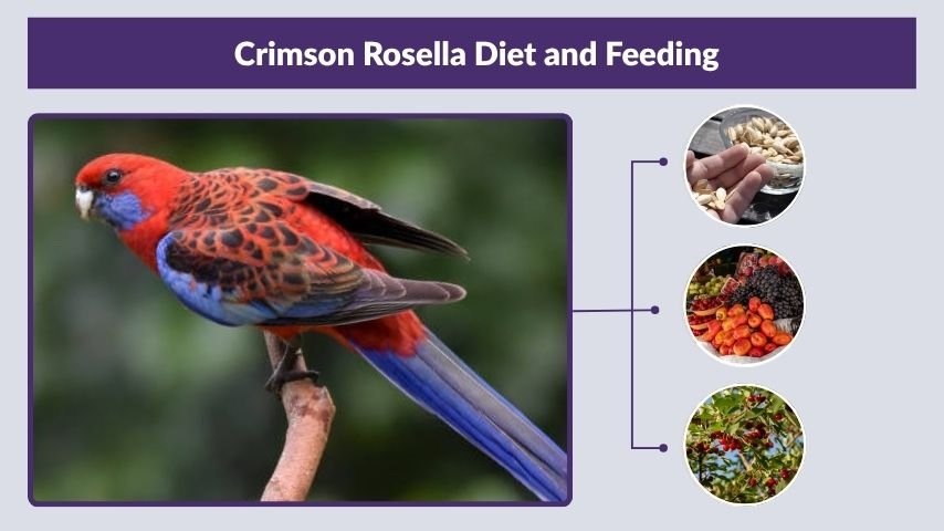 Crimson Rosella Diet and Feeding