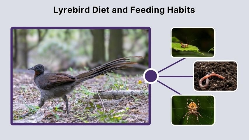 Lyrebird Diet and Feeding Habits