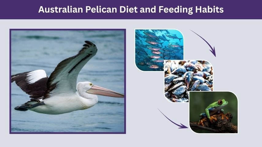 Australian Pelican Diet and Feeding Habits