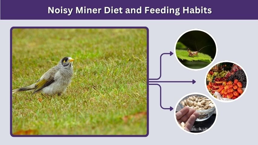 Noisy Miner Diet and Feeding Habits