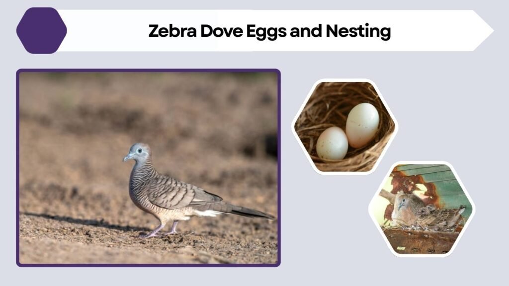 Zebra Dove Eggs and Nesting