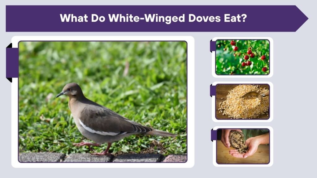 What Do White-Winged Doves Eat?
