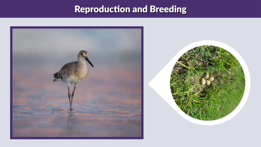 Reproduction and Breeding