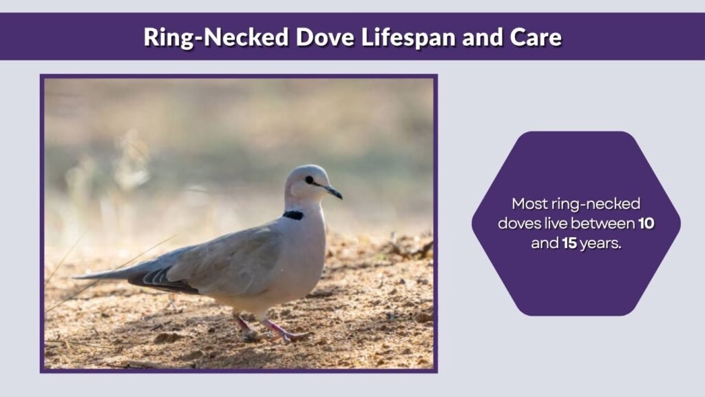 Ring-Necked Dove Lifespan and Care