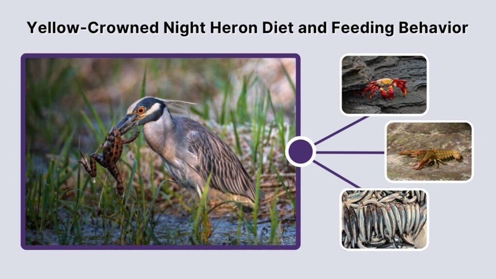 Yellow-Crowned Night Heron Diet and Feeding Behavior